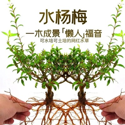 现货速发小叶水杨梅原生老桩溪流缸水陆缸造景水培一物一拍鱼缸植