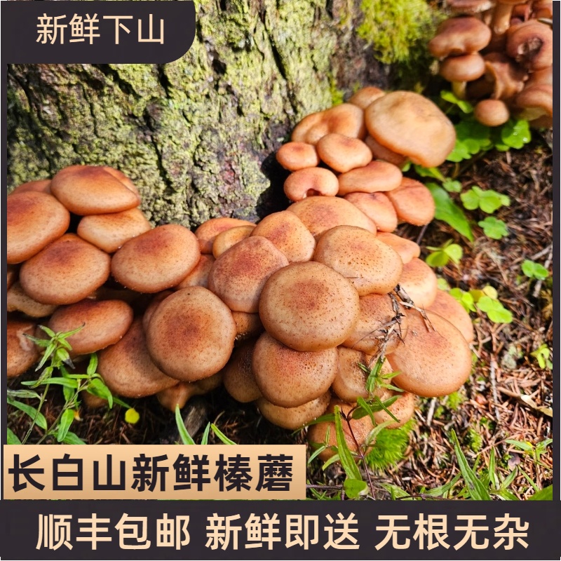 长白山森林特产新鲜榛蘑东北应季菌菇小鸡炖蘑菇顺丰空运包邮