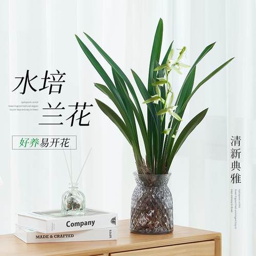 速发水培兰花墨兰带栽盆花苞客厅室内养面浓香型水桌绿植物建兰小