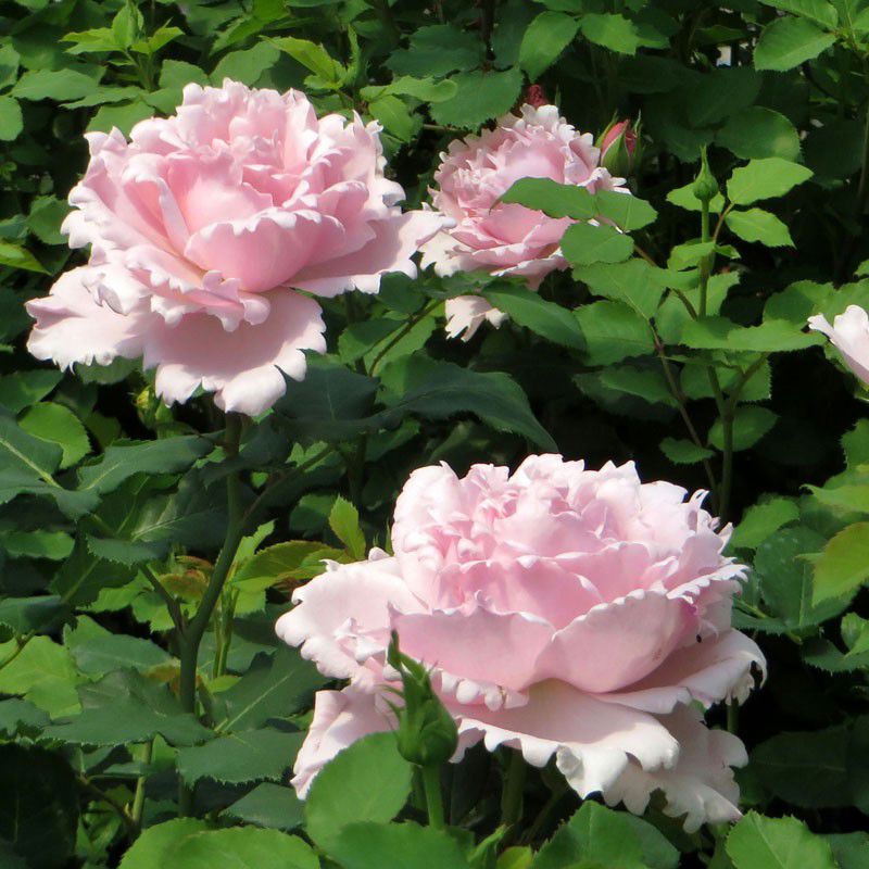 新法国玫瑰索菲罗莎大花浓香月季花苗四季开花阳台庭院耐寒抗病