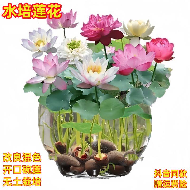 碗莲荷花种子鱼缸水养植物室内四季水培莲花好养桌面微莲盆栽花卉