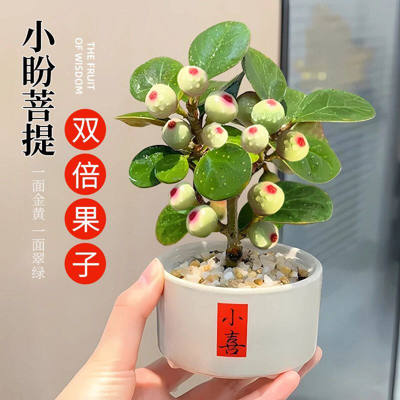 带果小盼菩提盆栽办公室桌面绿植盆景菩提树禅意桌面摆件四季好养