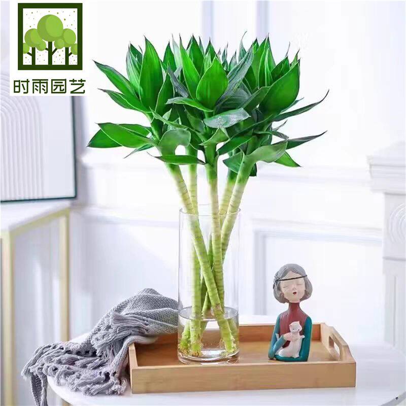 带根大叶水养观音竹荷花富贵竹水培植物花卉办公室桌面室内小盆栽