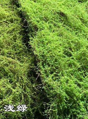仿真皮苔藓造草皮花艺景绿色苔藓地花软艺装XUS假花