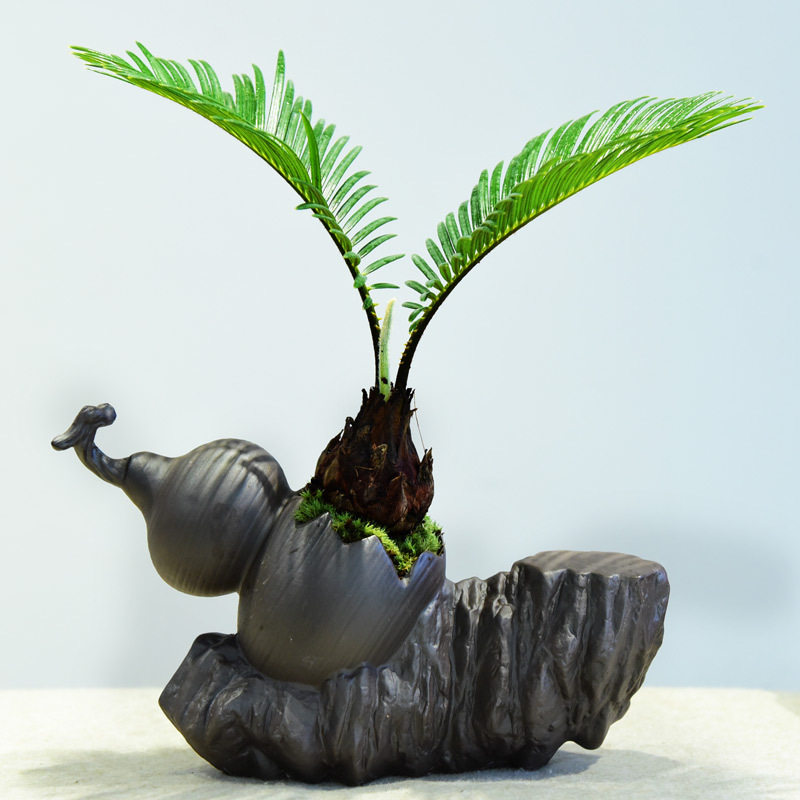 铁树盆栽室内客厅盆景办公室桌面绿植四季好养常青展厅装饰植物