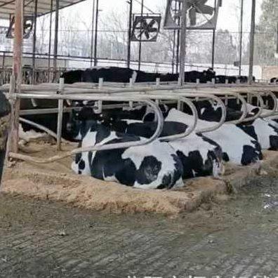 镀锌颈助牛产牧场牛畜牧DPY夹杠杆养牛场场牛栏卧栏结实锁扣z卡子