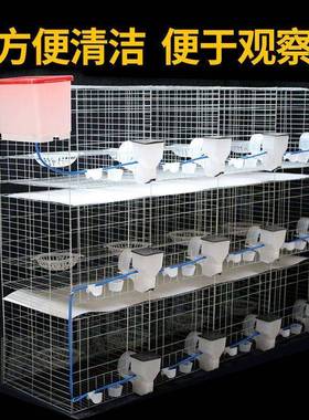 粗鸽子笼养殖笼大号12位16用肉VSW鸽配加对笼子用专家组装笼全套