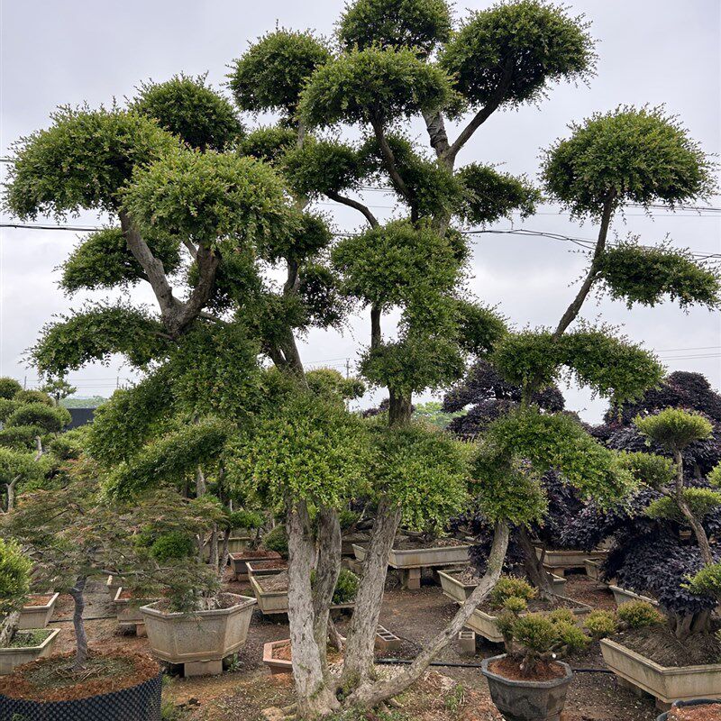 赤楠 小叶红芽赤楠树桩 t三叶红芽盆景熟桩桩室内盆栽观叶植物包
