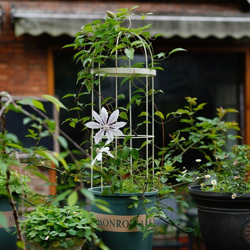 花架爬藤架阳台拱形铁线莲花架子月季户外花盆植T物攀爬支架支撑,鲜花速递/花卉仿真/绿植园艺,花架,淘宝优惠券,粉丝福利购,淘宝优惠卷