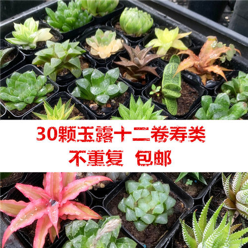 稀有玉露多肉植物大颗室内十w二卷寿新手套装好养组合盆栽含盆包