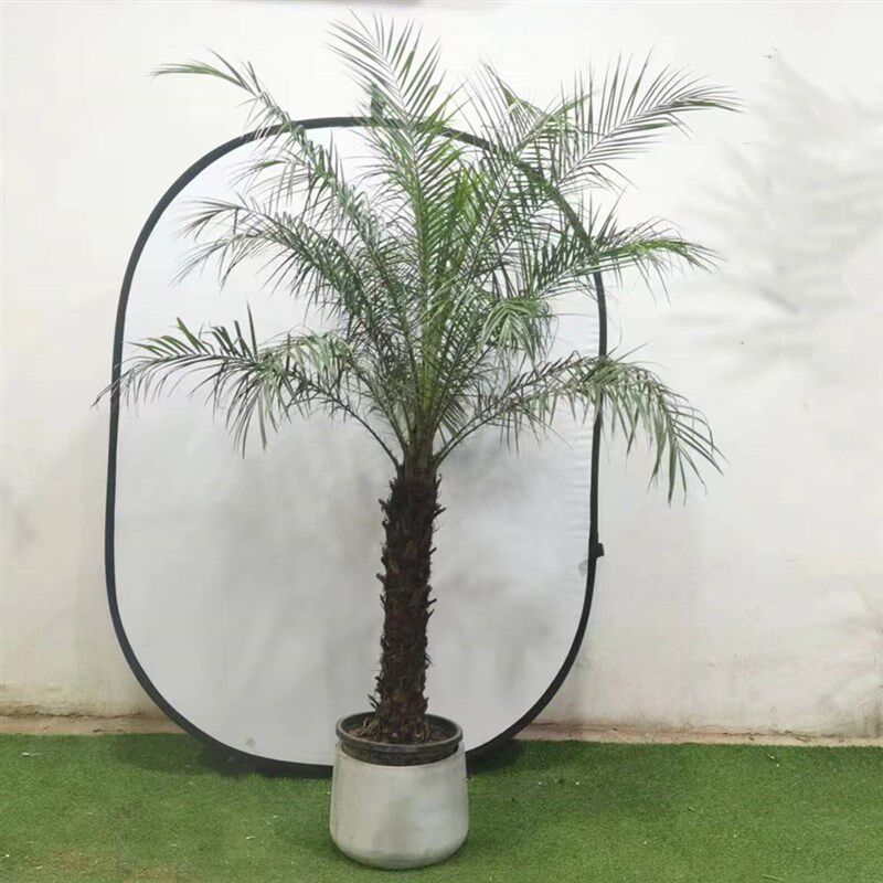 美丽针葵植物泰国椰子树盆栽棕榈树E室内大型绿植办公室客厅除甲