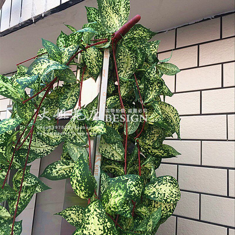 高档仿真星d点木藤常春藤黄金葛藤植物墙绿色壁挂仿真藤蔓叶藤条