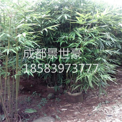 丛生竹子慈孝竹孝顺竹四季常x青风景竹凤尾竹子苗客厅户外庭院植