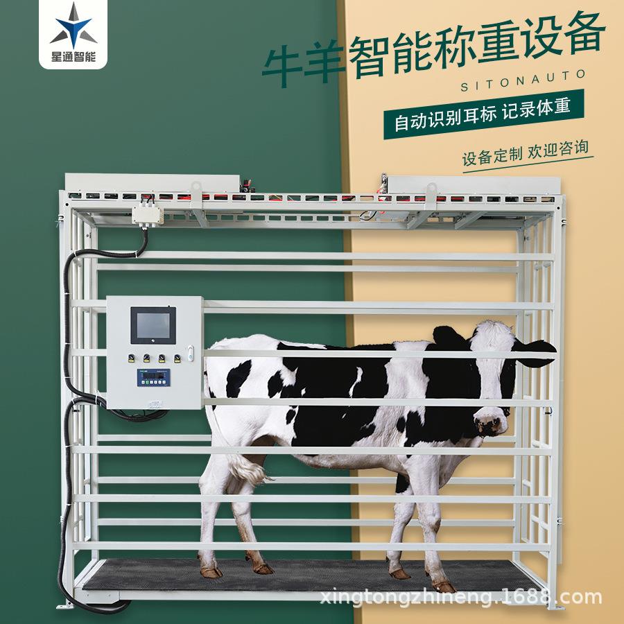 厂家直发牛羊智能称重分群设备肉牛称重记录规模养殖降本增效