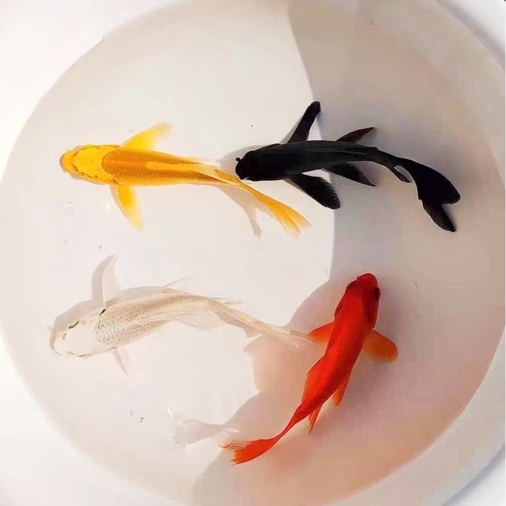 金鱼活体观赏锦鲤草冷水黑