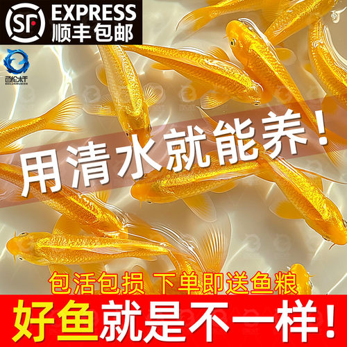 顺丰黄金锦鲤活鱼好养