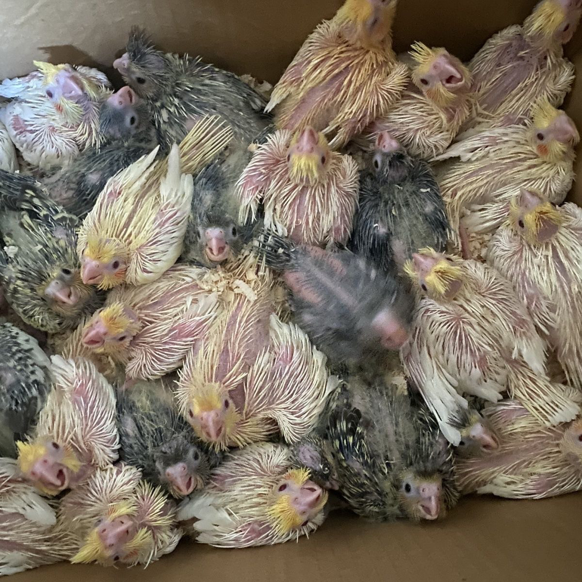 玄凤鹦鹉雏鸟活体珍珠幼鸟手养亲人宠物鹦鹉