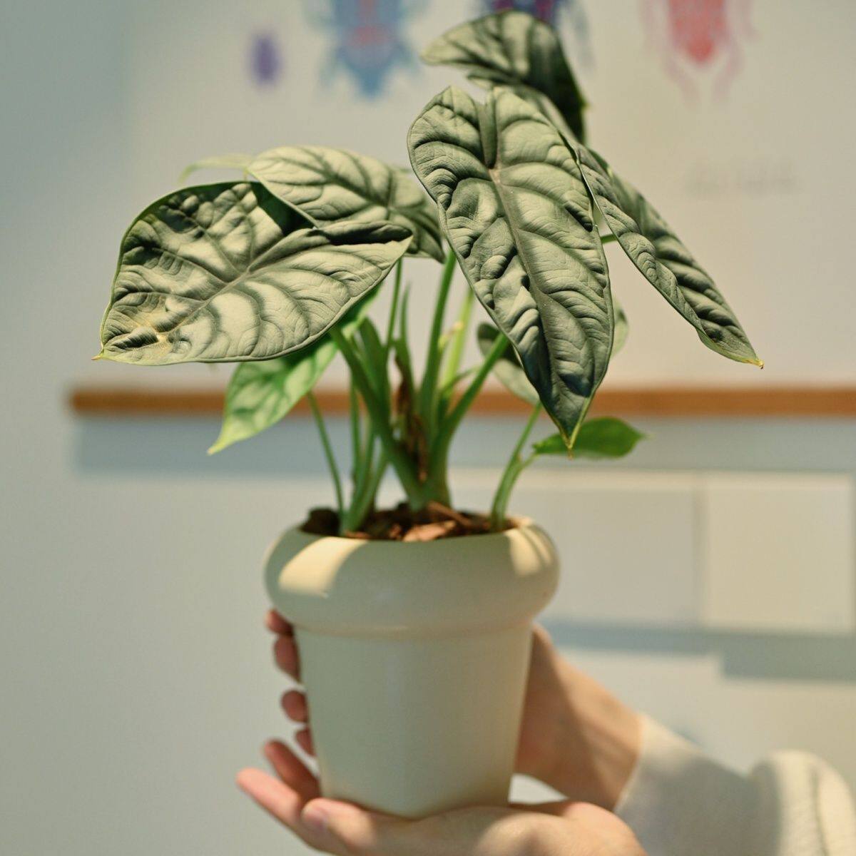 拾花季园艺金鱼花虎皮兰小盆栽书房办公室内桌面植物四季常青