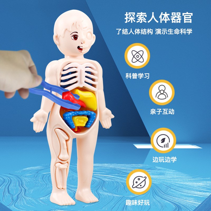 速发人体结构模型医学玩具儿童科教解剖器官可拆卸拼装躯干