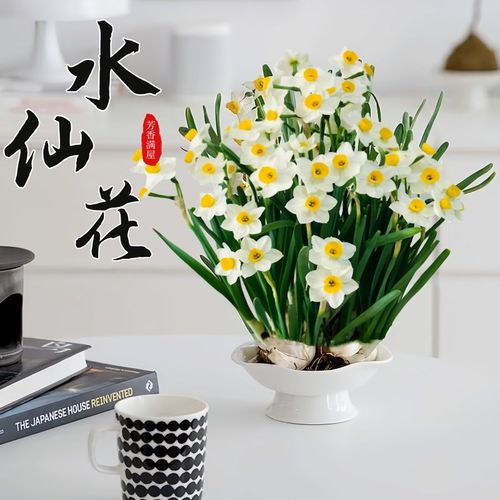 速发漳州重瓣洋水仙花大种球四栽好水养活盆季开花物植卉室内水培