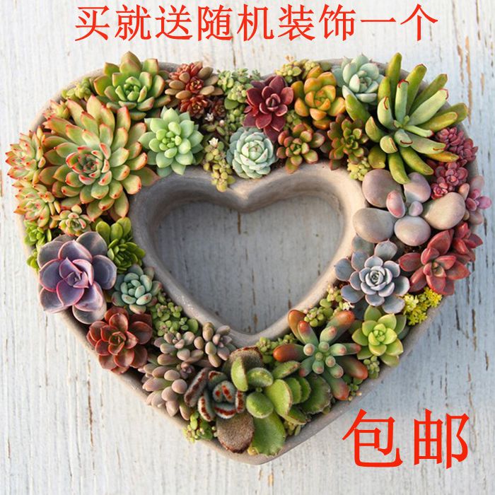 速发多肉花盆肉人节礼物爱心多情花盆创意花盆中大花盆心形水泥花