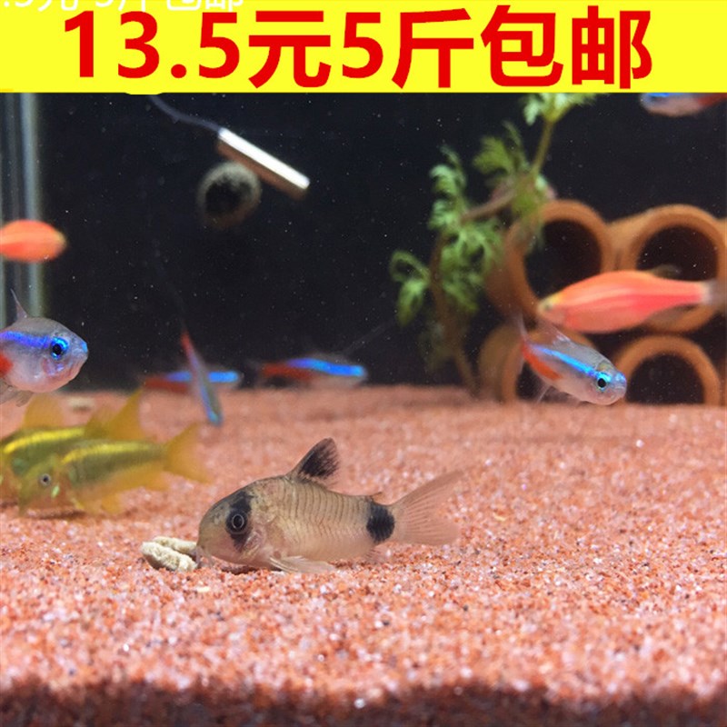 速发水族太行红砂行妆沙河沙/鱼缸底沙水草造景沙化微景观太子沙