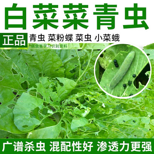 白菜杀虫剂蔬青食心蚜虫