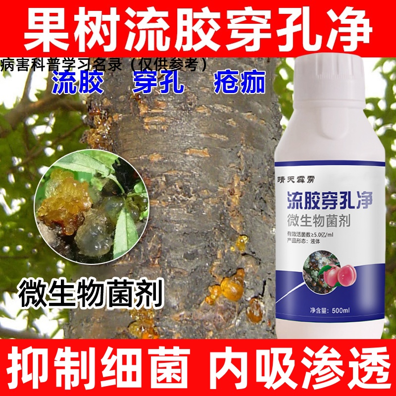 桃树果树流胶穿孔净流胶病穿孔病疮痂病芒果桃树微生物菌剂农用