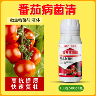 番茄病菌清番茄卷叶疫病病毒病炭疽病青枯病番茄病害农用杀菌药