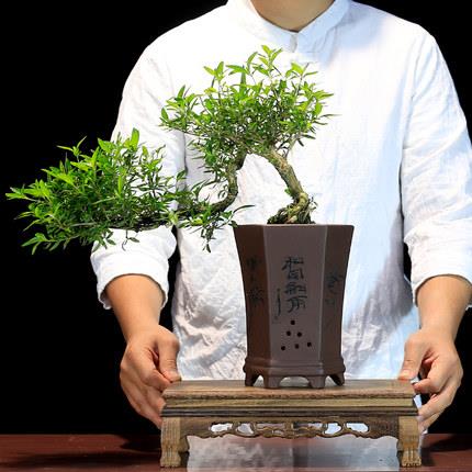六月雪盆景室内盆栽植物悬崖式造型老桩办公室客厅茶室摆件绿植