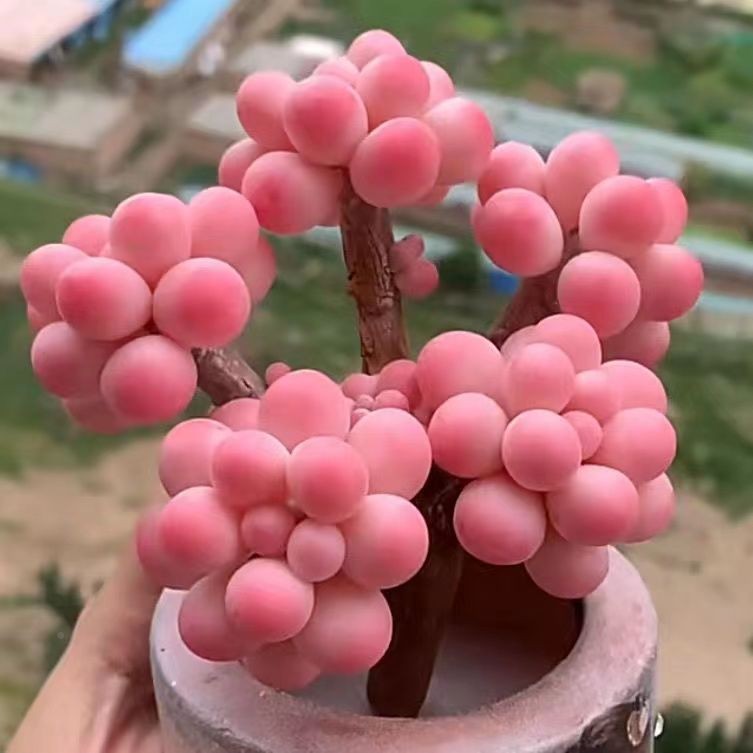 桃蛋老肉桩头群生肉PDM多多植物盆栽肉新手办公室创