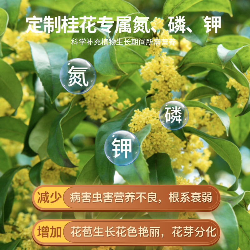 速发桂花树烂养叶桂花树肥料肥黄叶干尖枯液病防叶斑焦尖营根