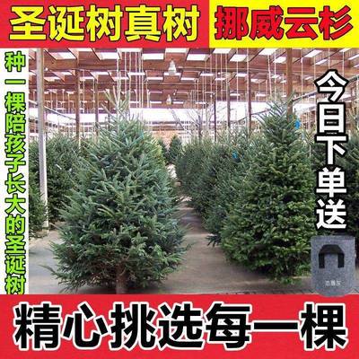 真圣诞树的圣诞树真盆栽圣树诞云杉圣诞树活圣诞树真2025跨境松树