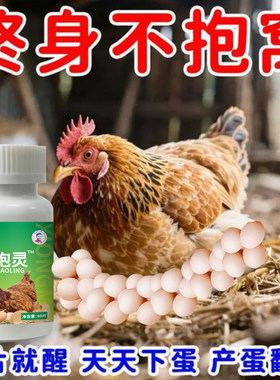 母鸡醒抱药速效醒抱灵鸡不恋趴窝