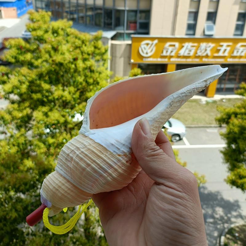 超大天然海螺贝壳长香螺海螺号角吹响角螺口哨鱼缸造景表演礼品