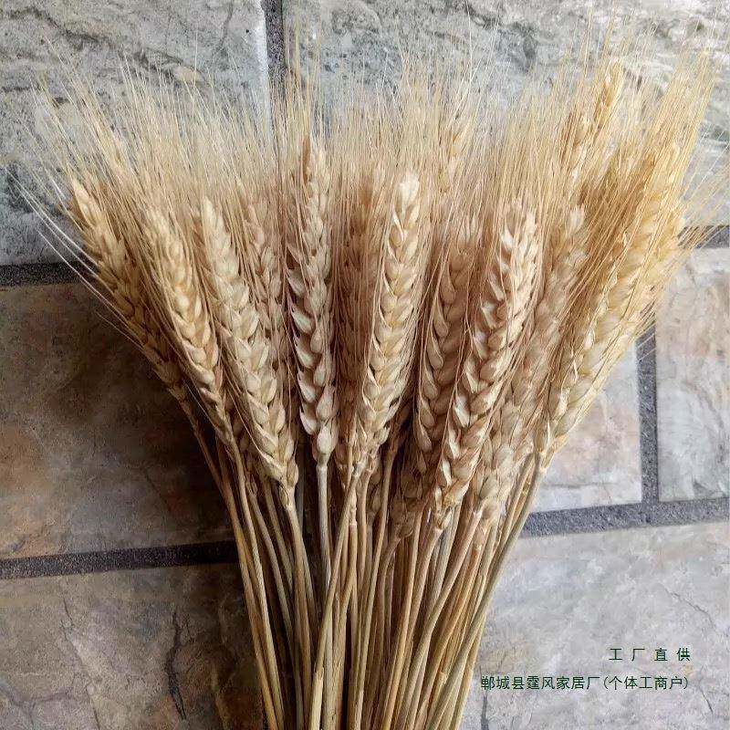 天然小麦干花原色麦穗麦F98JS6S6拍束影照摄道具花大装饰客厅摆件
