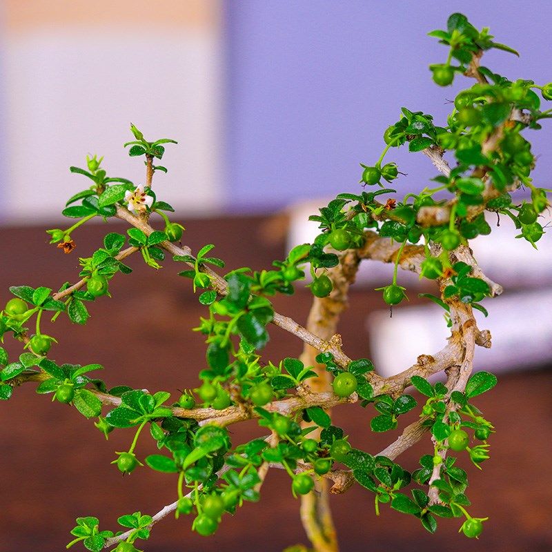 小叶结果福建茶盆景好养易活室内C茶几阳台喜光绿植净化空气小绿,鲜花速递/花卉仿真/绿植园艺,造型盆景,淘宝优惠券,粉丝福利购,淘宝优惠卷