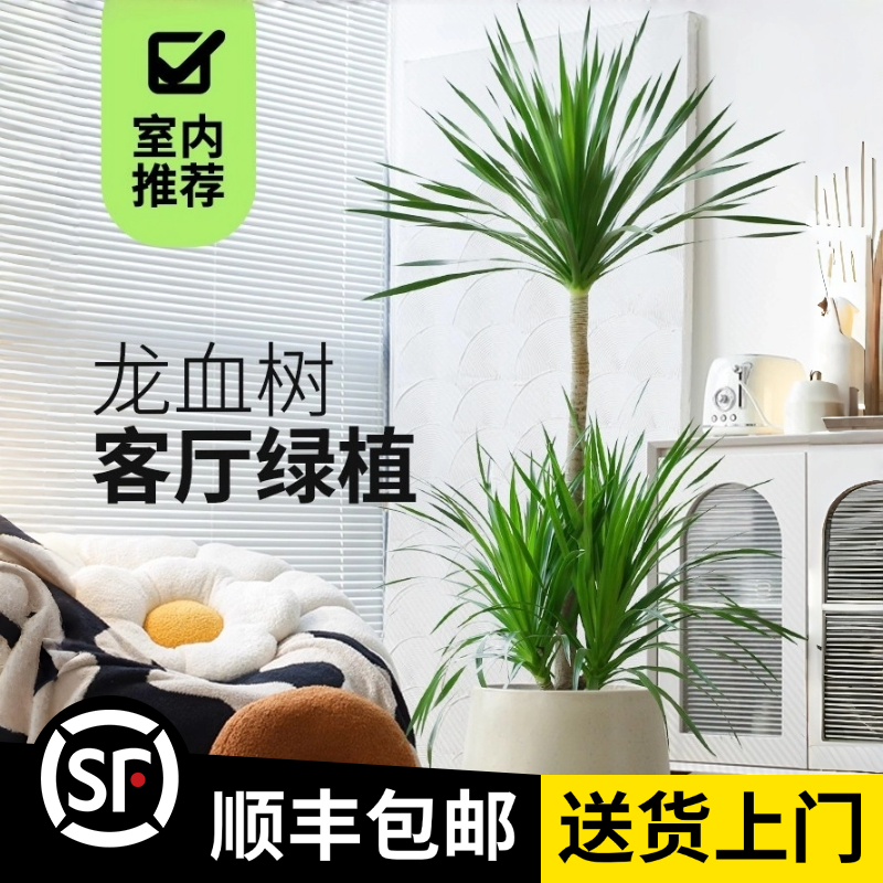 1.2-1.3米【龙血树】双层(顺丰包邮)龙须树盆栽高杆造型龙铁树