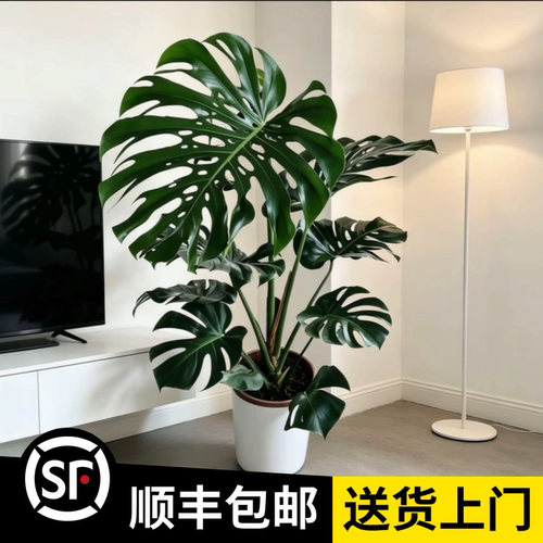 1.4-1.6米【龟背竹】（顺丰包邮）落地绿植大叶龟背竹网红室内