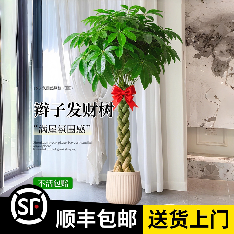 1.3-1.4米【辫子发财树】大型绿植/成品组合盆