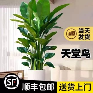 【大5A天堂鸟】1.6-1.7米（7-8株苗）顺丰包邮大型绿植办公P1