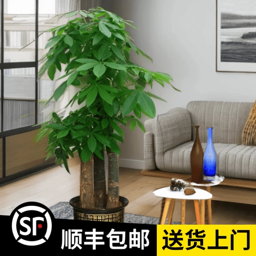 1.6-1.8米【三杆发财树】老桩步步高-顺丰包邮-开业乔迁送礼绿植