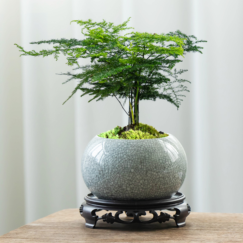 速发文竹盆栽陶景盆中式禅瓷老桩绿植花盆造意小号圆形花卉植物盆