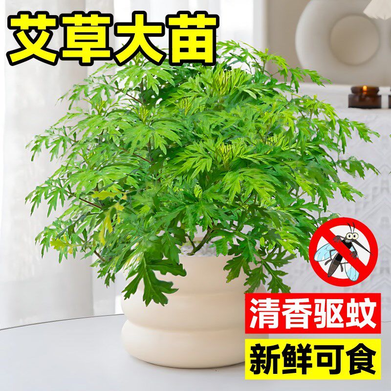 速发艾草苗盆栽食用药用艾草防蚊驱虫植物室内室外好养绿植植物香