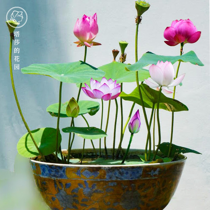 速发 碗莲中大型水培植物四季花内花卉盆栽莲室荷花水