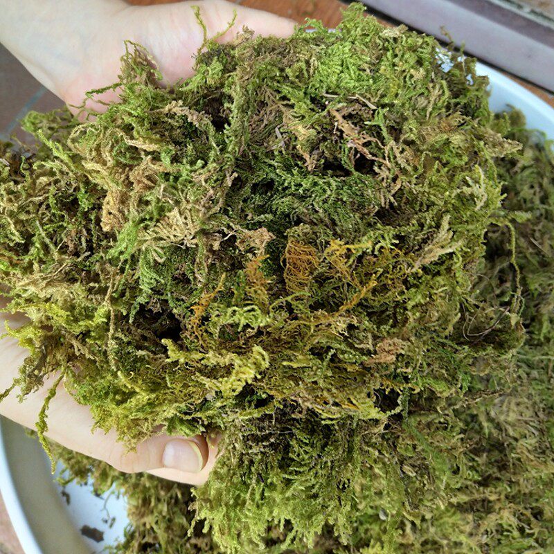 速发材蝶兰花专用营养土干苔藓青苔石斛种植水苔育苗乌龟垫眠冬蝴