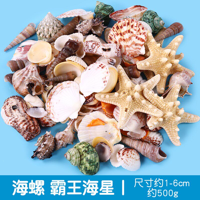 速发贝壳海螺海星儿童工手材料造鱼缸包景装饰摆件风铃漂流瓶