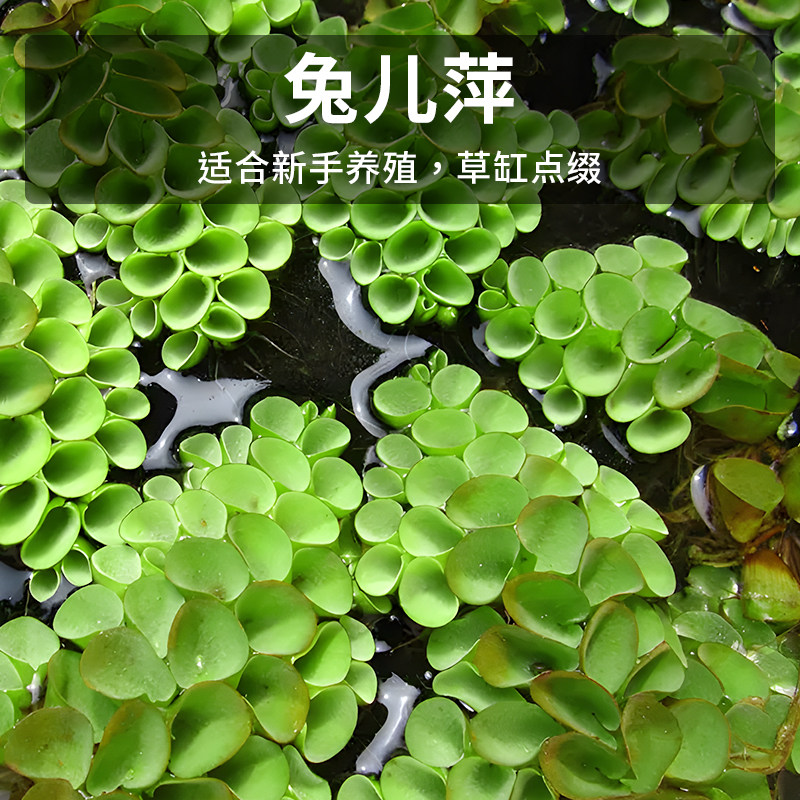 速发浮萍水草鱼缸水上葫物造景芦植水培一叶莲水植绿水芙蓉龟缸造