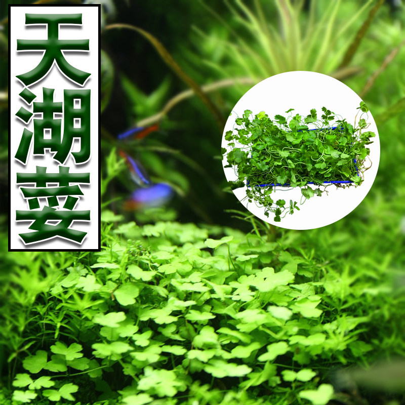速发天湖葵天胡荽前景阴性水草鱼缸造景水陆草坪淡水爬地有茎植物