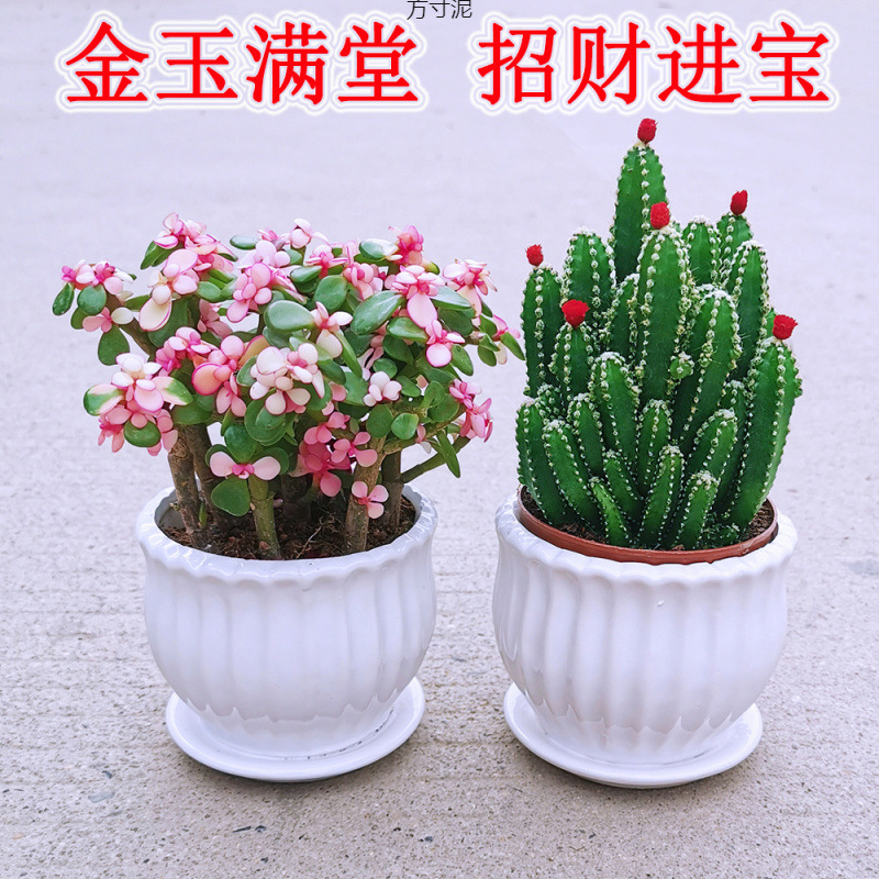 金玉满堂植物仙人掌室内客厅花卉新手好养花